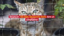 Besançon : 60 chats découverts morts dans un congélateur