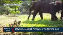 Seekor Gajah Liar Dievakuasi Tim BBKSDA Riau