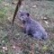 Cute Lykoi Kitten Playing in Garden | Viral Animals Videos
