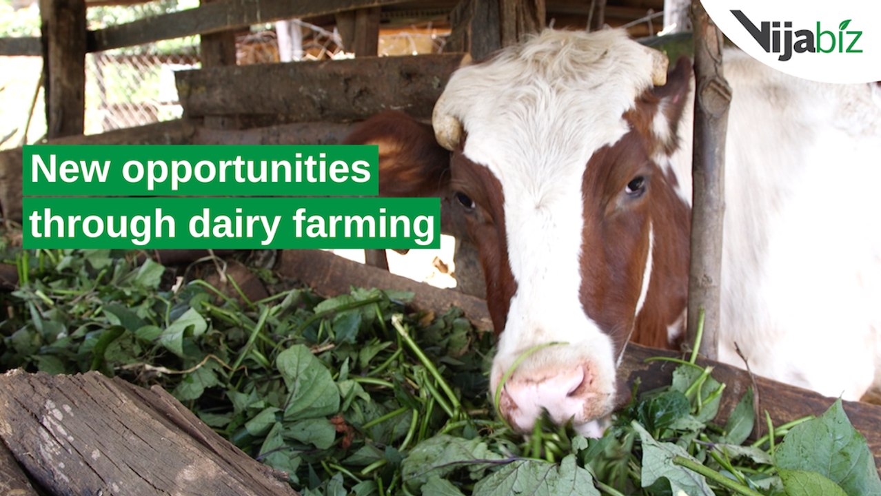 Kenya: New opportunities through dairy farming