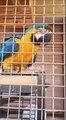 Anna Tommasi e i gemellini Scarponi fanno visita alla pappagallina Frankje dopo il brutto incidente di due mesi fa