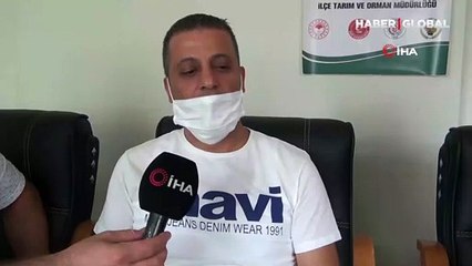 Şaşkınlık yaratan kelebek... Gaziantep'te bulundu!