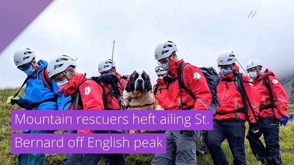 Mountain rescuers heft ailing St. Bernard off English peak , and other top stories from July 29, 2020.