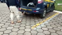 Jovem é preso transportando maconha na BR-277