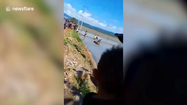 Wild crocodile sparks panic after walking through rice fields in Indonesia
