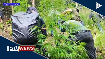Higit 12-M halaga ng marijuana, nasabat sa Cebu