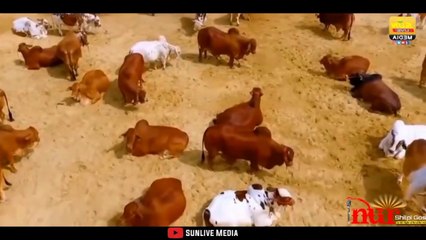 কুরবানি নিয়ে মনকাড়া গজল | Kurbani | Eid Ul Azha | Nur Shilpigosthi | Anisur Rahman Azad