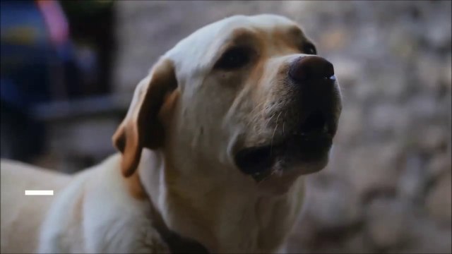 Flea and Tick Prevention - EasyVetSupplies.com