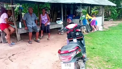 Mutant frog with four arms worshipped by locals in north eastern Thailand
