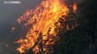 Três mil milhões de animais mortos ou deslocados nos incêndios da Austrália