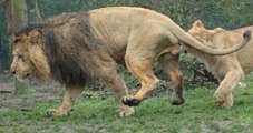 Une lionne mord les t*sticules d'un lion fatigué qui n'avait rien demandé