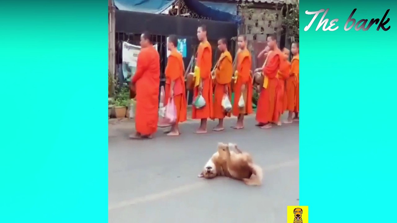 Challenge Try Not To Laugh At This Ultimate Funny Dog Video Compilation #1 | Funny Dogs (2020)