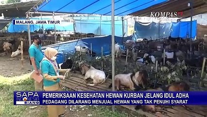 Pemeriksaan Hewan Kurban, Penjual Dilarang Menjual yang Tak Penuhi Syarat