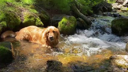 Dog's Special Cool Down Spot