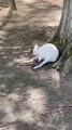 Joey Climbs Into White Wallaby's Pouch