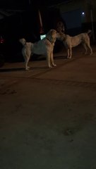 GECE GECE ALABAY COBAN KOPEKLERi - ALABAi SHEPHERD DOGS at NiGHT