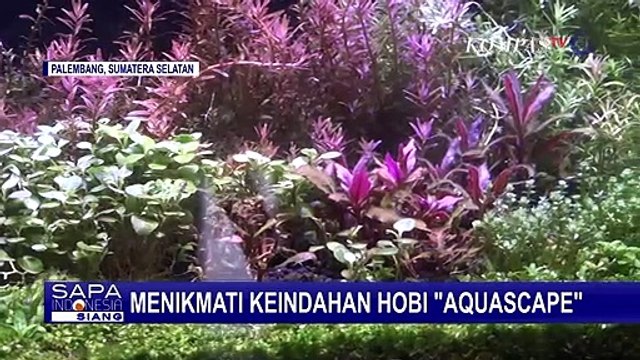 Wah! Nikmati Keindahan Hobi Aquascape, Seni Bercocok Tanam dalam Air