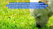 Universidad Veterinaria Alemana entrena perros para detectar COVID-19