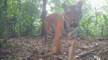 El primer avistamiento en cuatro años de tigres en el oeste de Tailandia