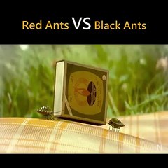 Black ant Vs Red ant