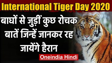 International Tiger Day:बाघों से जुड़ीं रोचक बातें जिन्हें जानकर रह जायेंगे हैरान | वनइंडिया हिंदी