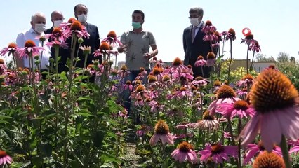 Vali Bilmez, lavanta hasadına katıldı