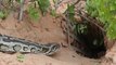 Snake Trap - Build Deep Hole Underground Snake Trap Using Bamboo That Work 100% | Animal trap