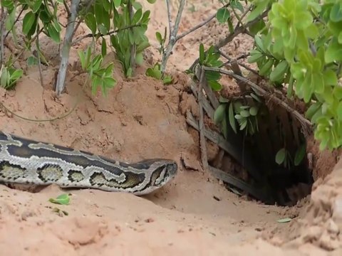 Snake Trap - Build Deep Hole Underground Snake Trap Using Bamboo That Work 100% | Animal trap