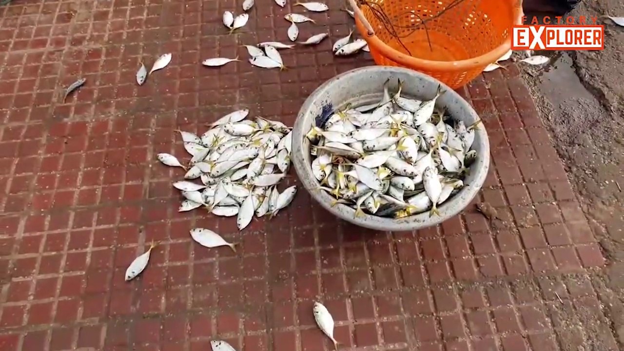 A Day in Fishermen's Life | Factory Explorer