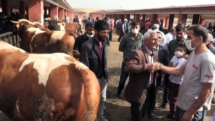 Vatandaşlarla besiciler arasında sıkı 'kurbanlık pazarlığı' - AĞRI