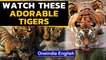 International Tiger Day: Watch these adorable Tigers | Oneindia News
