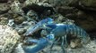 Rare Blue Lobster Saved from Red Lobster Finds a New Home at the Akron Zoo