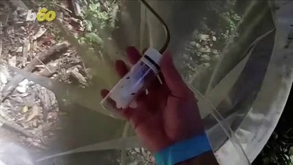 Super Fly! Scientists Name New Fly Species After Deadpool, Black Widow & More Marvel Heroes