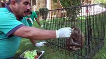 Dos monos protegen a su hermano con síndrome de Down en un zoo