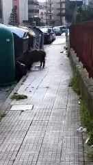 Emergenza cinghiali a Messina: ecco le immagini