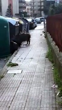 Emergenza cinghiali a Messina: ecco le immagini