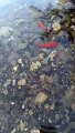 Reggio Calabria, dentro una buca adesso vivono anche due pesci rossi: le immagini