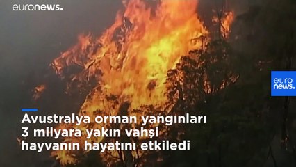 Avustralya yangınları sebebi ile 3 milyara yakın vahşi hayvan öldü ya da yerlerinden oldu