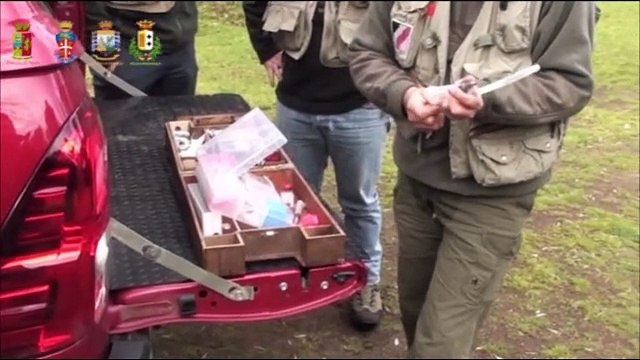 Reggio Calabria: massiccio rastrellamento delle vacche sacre , bovini narcotizzati e catturati