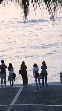 Reggio Calabria, lo straordinario spettacolo dei delfini a pochi metri dal Lungomare