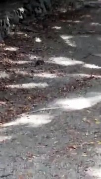 Reggio Calabria: le immagini dei topi che popolano la Villa Comunale