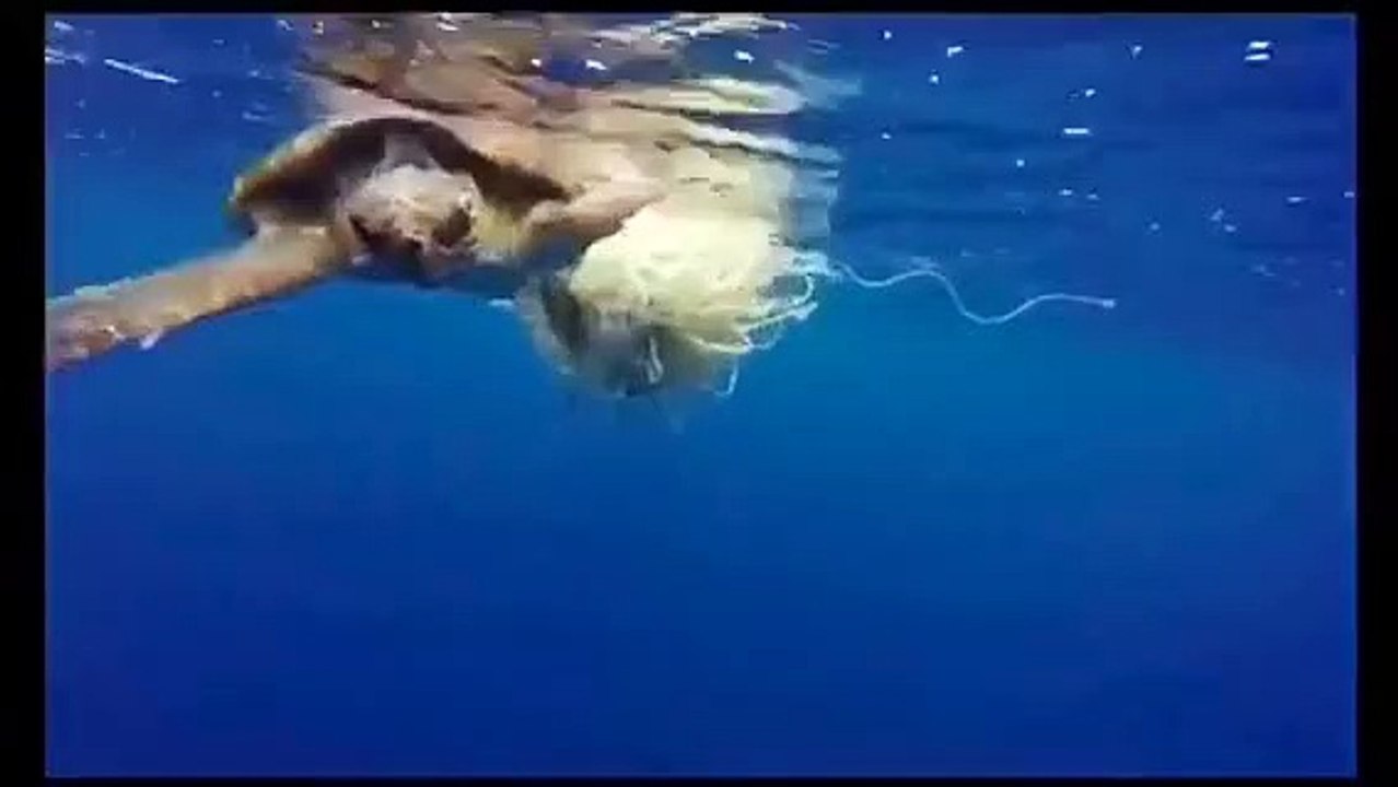 Le immagini del salvataggio di una tartaruga a largo dello Stretto di Messina