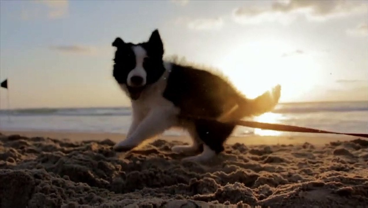 Cute dogs and puppies playing video + more videos