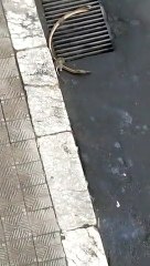 Reggio Calabria: cittÃ  invasa dai topi