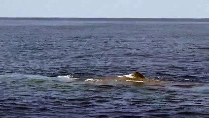 Calabria: splendido capodoglio dÃ  spettacolo nel mare di Cetraro