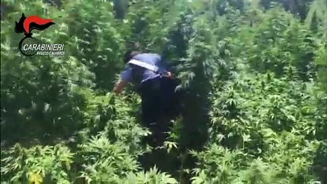 Le immagini delle piantagioni di canapa scoperte dai Carabinieri nel reggino
