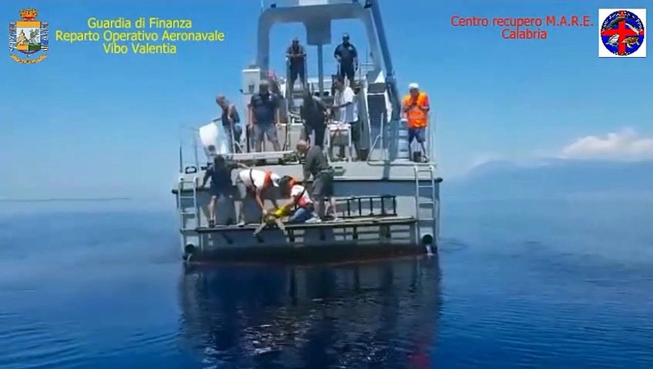 La tartaruga Finny torna in mare dopo essere stata salvata