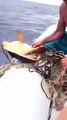 Ragazzi su un gommone salvano una tartaruga caretta caretta tra Milazzo e le isole Eolie: le immagini di un gesto commovente!