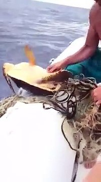 Ragazzi su un gommone salvano una tartaruga caretta caretta tra Milazzo e le isole Eolie: le immagini di un gesto commovente!