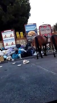Reggio Calabria: cavalli mangiano dalla spazzatura ad Archi